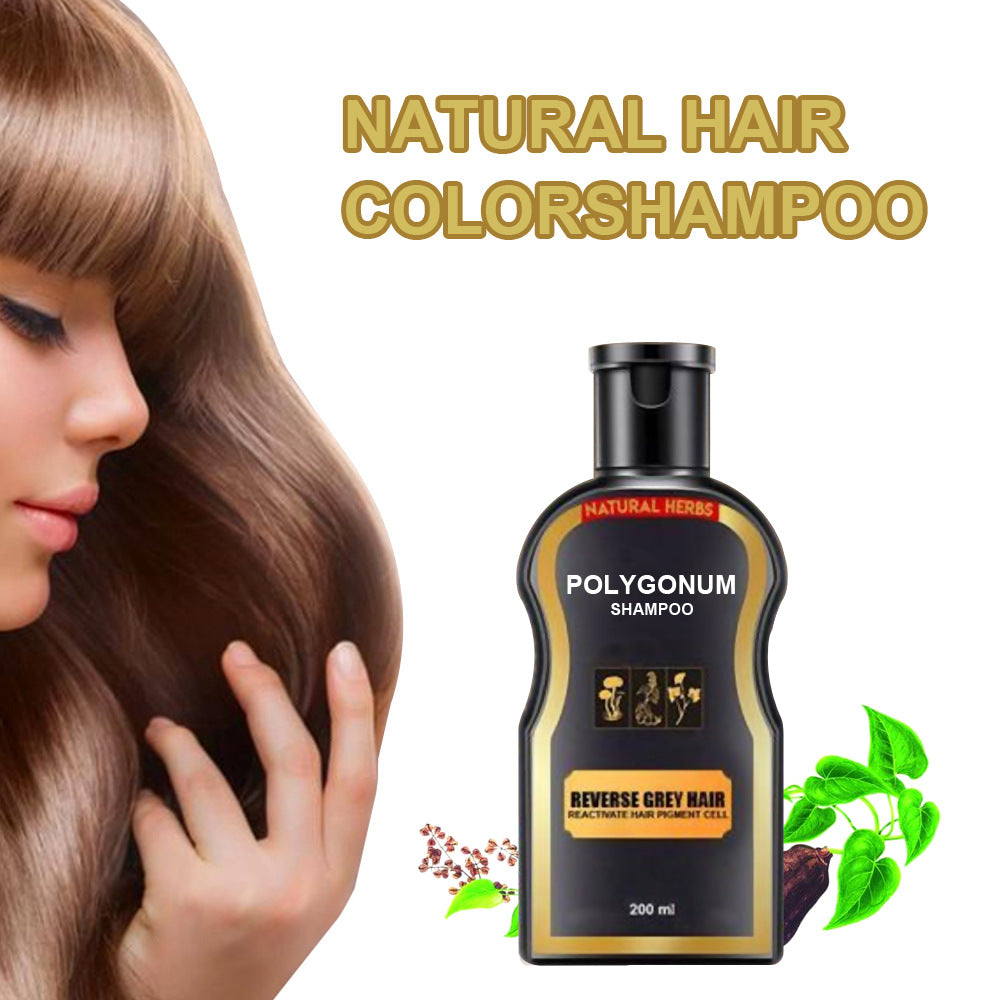 Polygonum multiflorum black hair shampoo