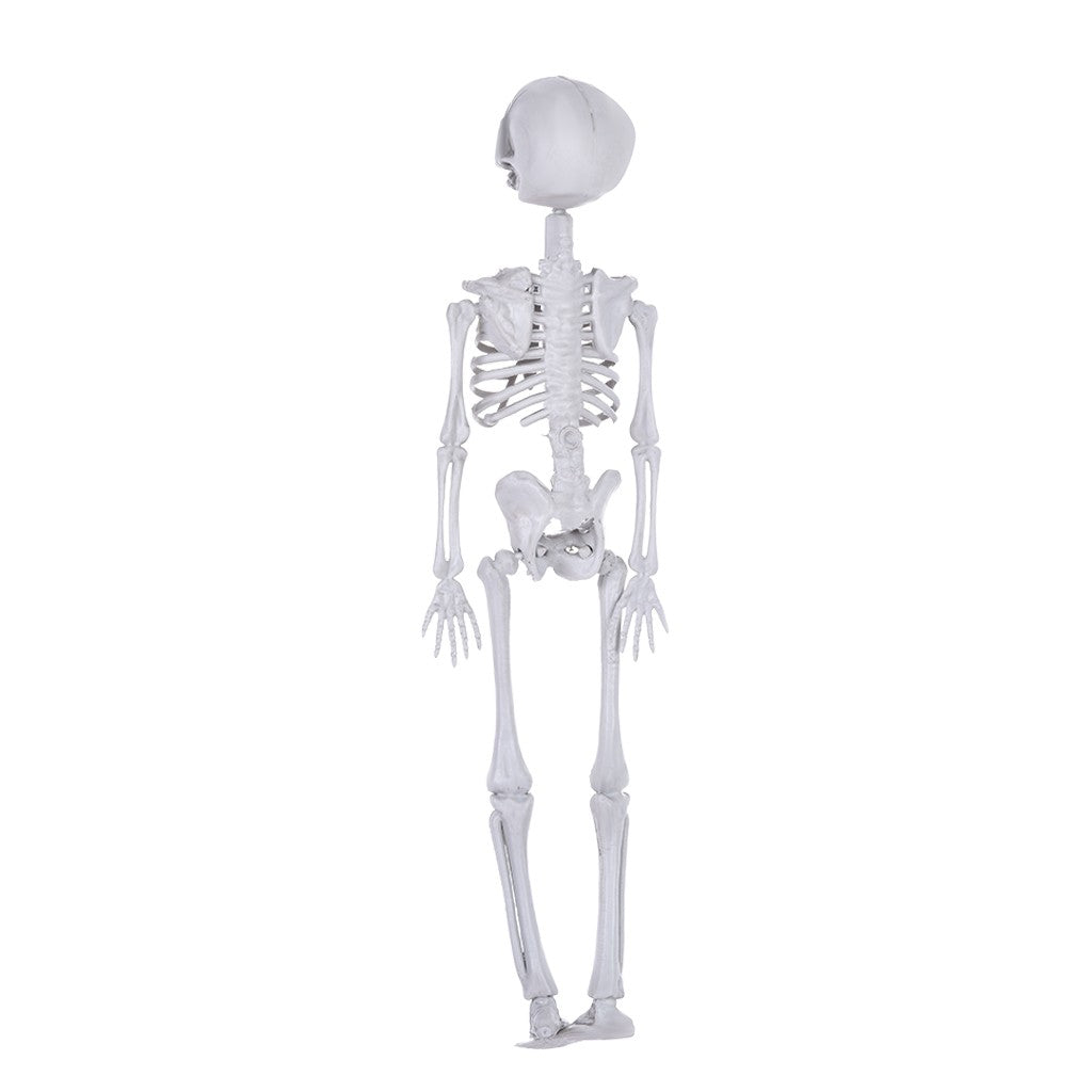 16 Inches Halloween Decoration Skeleton- Full Body Halloween Skeleton