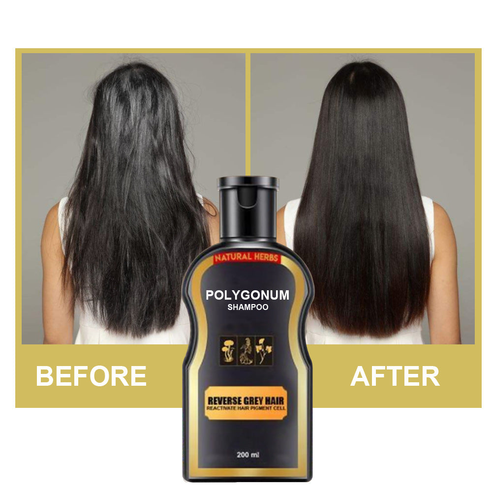 Polygonum multiflorum black hair shampoo