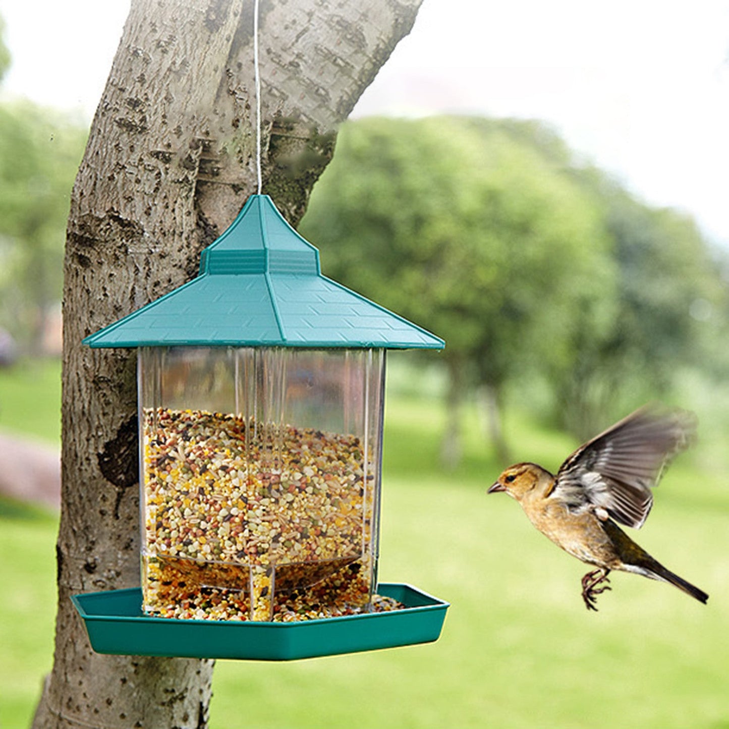 Pavilion Clear Glass Window Viewing Bird Feed Hotel Table Seed-Peanut Hanging